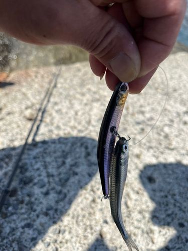 イワシの釣果