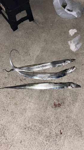 タチウオの釣果