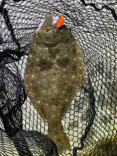 ヒラメの釣果