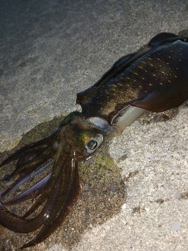 アオリイカの釣果