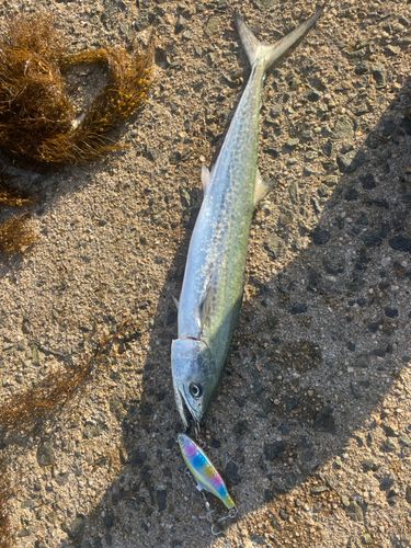サゴシの釣果