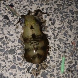 アオリイカ