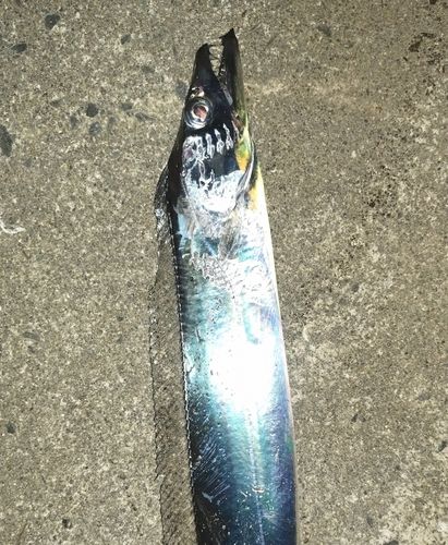タチウオの釣果
