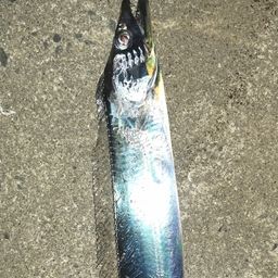 タチウオ