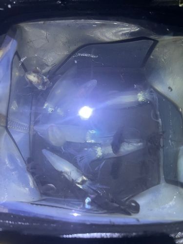 マメイカの釣果