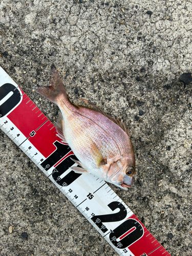 チャリコの釣果