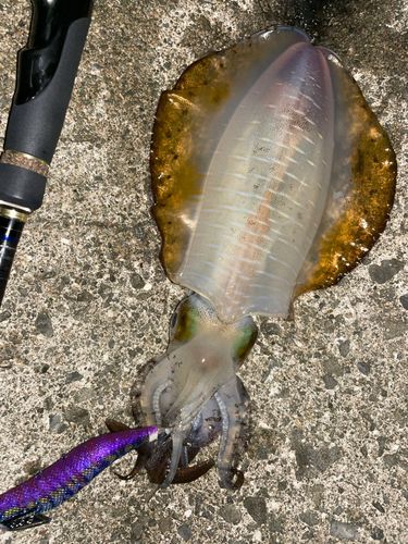 アオリイカの釣果