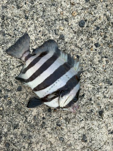 サンバソウの釣果
