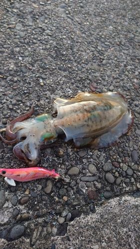 アオリイカの釣果