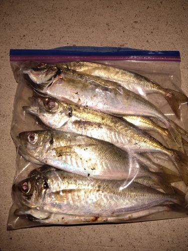 マアジの釣果