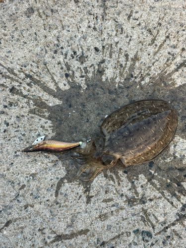 コウイカの釣果