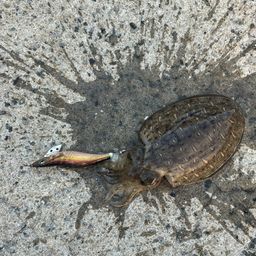 コウイカ