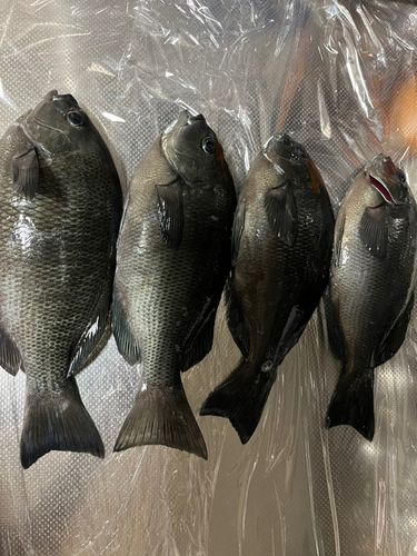 メジナの釣果