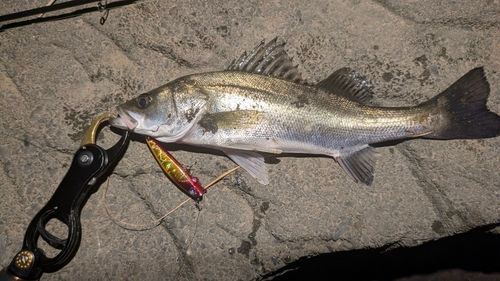 釣果