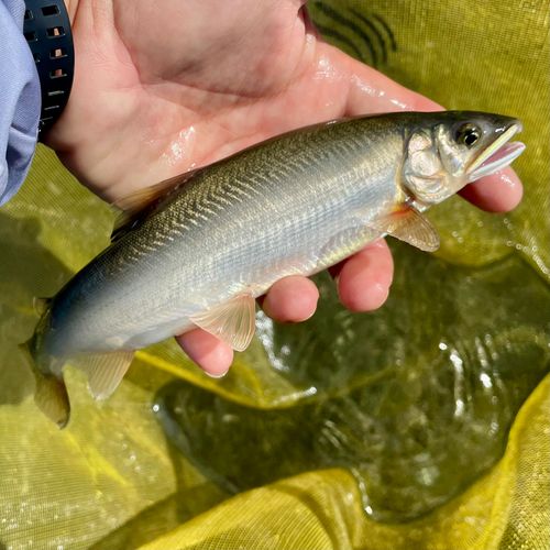 アユの釣果