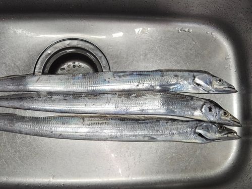 タチウオの釣果