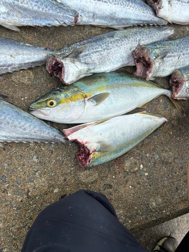 ハマチの釣果