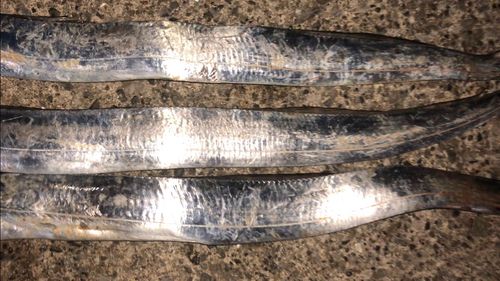 タチウオの釣果
