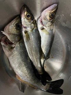 シーバスの釣果