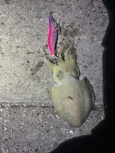 コウイカの釣果
