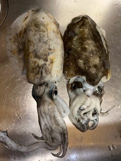 モンゴウイカの釣果