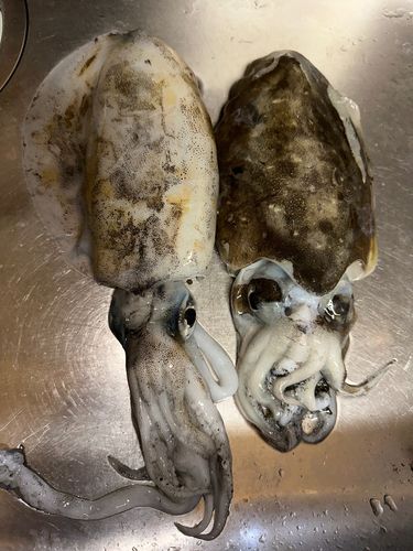 モンゴウイカの釣果