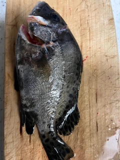コショウダイの釣果
