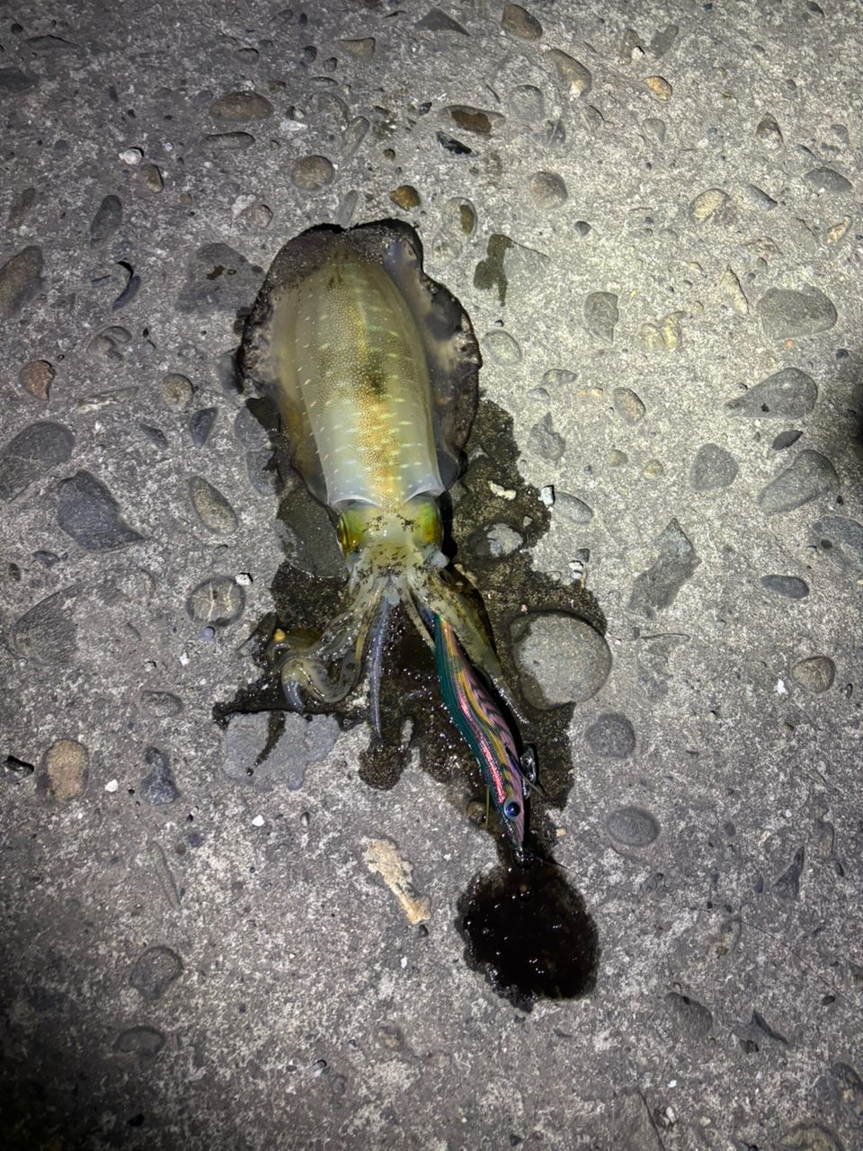 アオリイカ