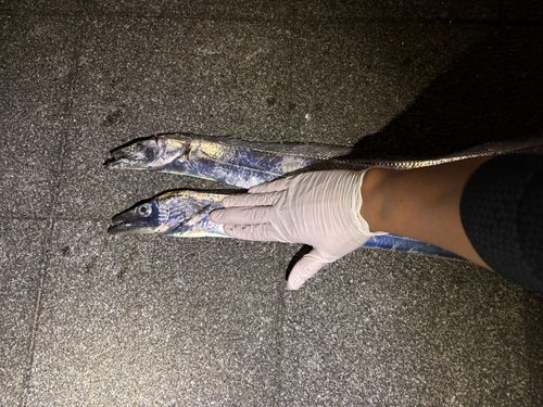 タチウオの釣果