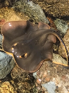 アカエイの釣果