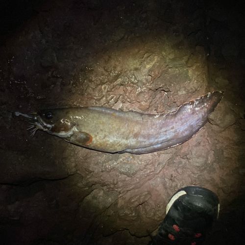 ゴンズイの釣果