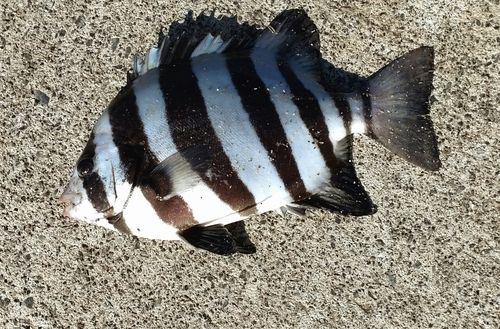 イシダイの釣果