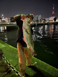 スズキの釣果