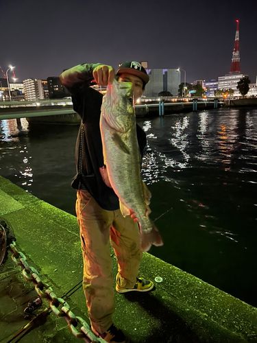 スズキの釣果
