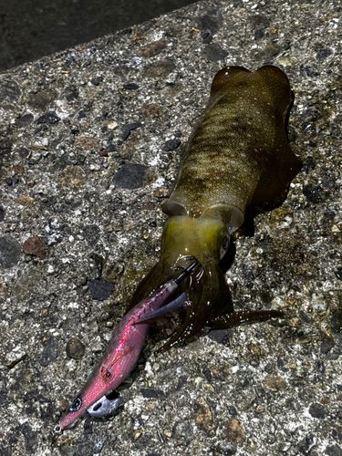 アオリイカの釣果