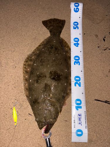 ヒラメの釣果