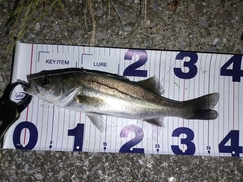 シーバスの釣果