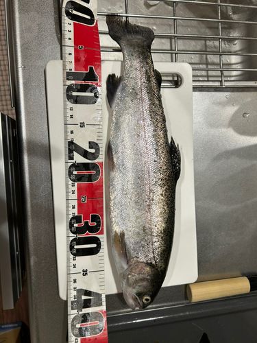 ベリーパーク in FISH ON! 王禅寺