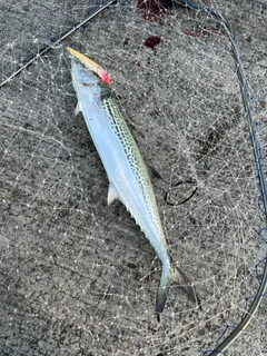 サゴシの釣果