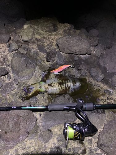 アオリイカの釣果