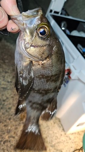 メバルの釣果