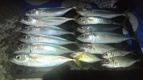 サバの釣果