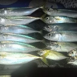 サバ