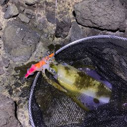 アオリイカ