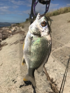 キビレの釣果