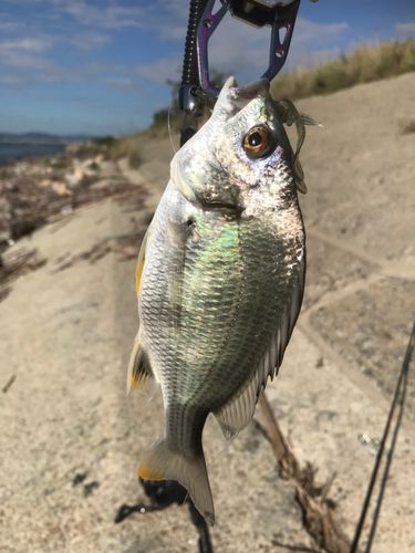 キビレの釣果