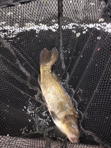 コイの釣果