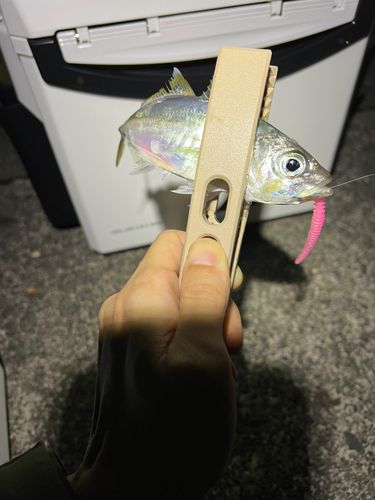 御前崎港周辺