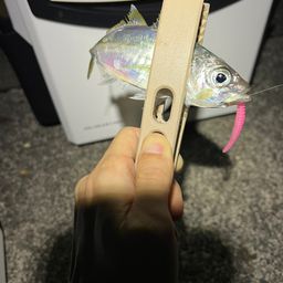 アジ