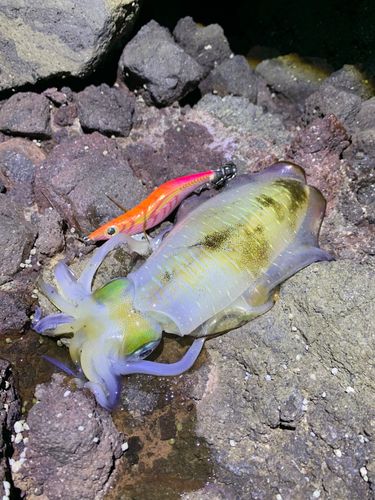 アオリイカの釣果